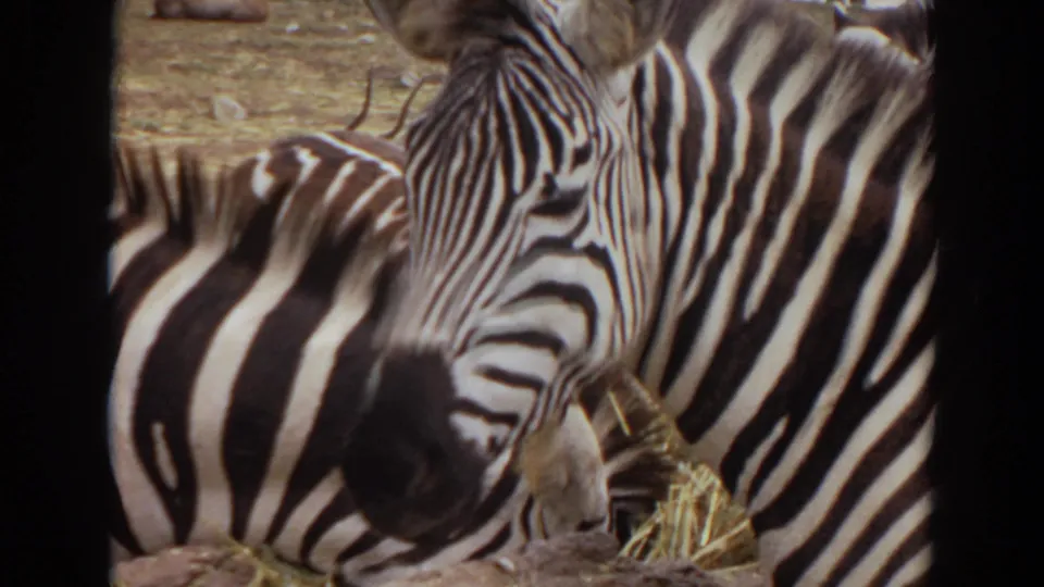 Close 8mm view of zebras gathered around hay, with striped bodies filling most of the frame.