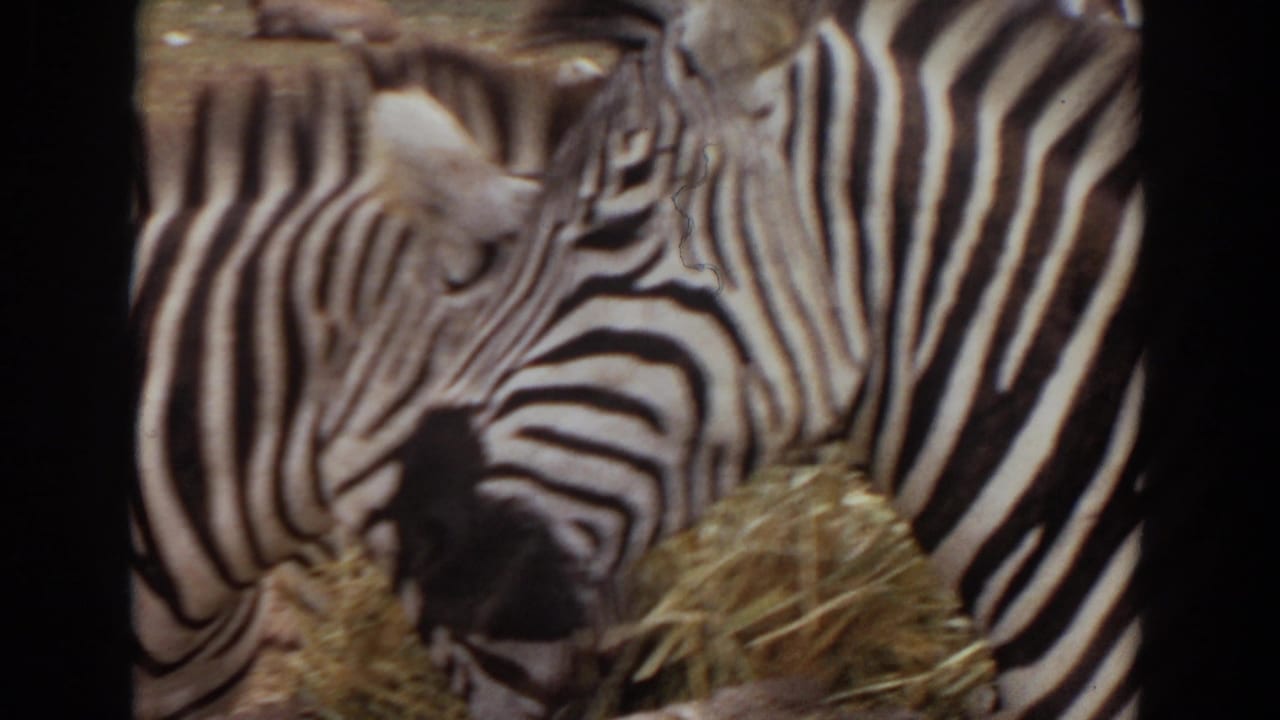 Several zebras feed from hay at close range, with striped bodies filling the frame.