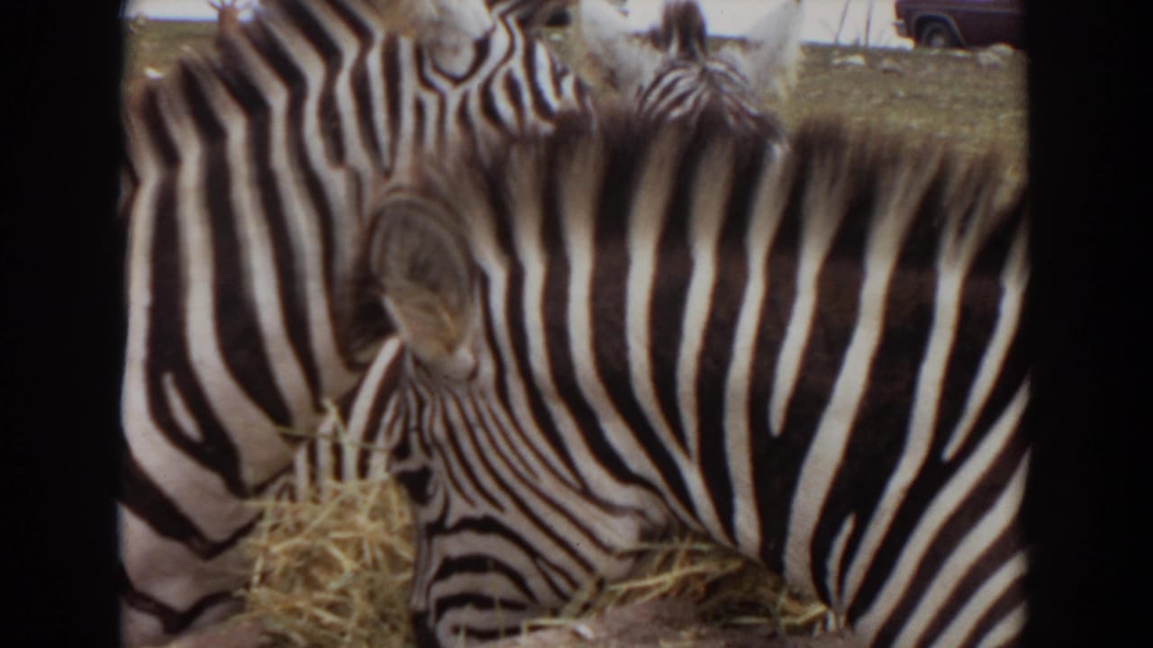 Zebras stand shoulder to shoulder while feeding on hay, with open ground behind them.