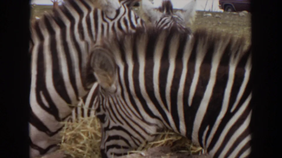 1974 Irvine 8mm frame of zebras feeding side by side on hay, with dry ground and a parked vehicle faintly visible beyond them.