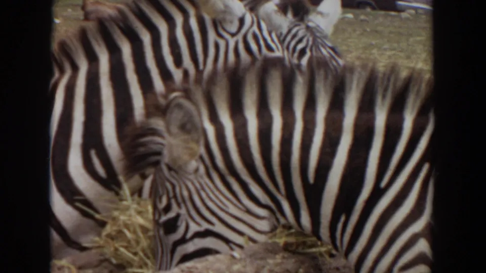 1974 Irvine 8mm frame with one zebra bending to feed, surrounded by other zebras and hay in a close handheld view.