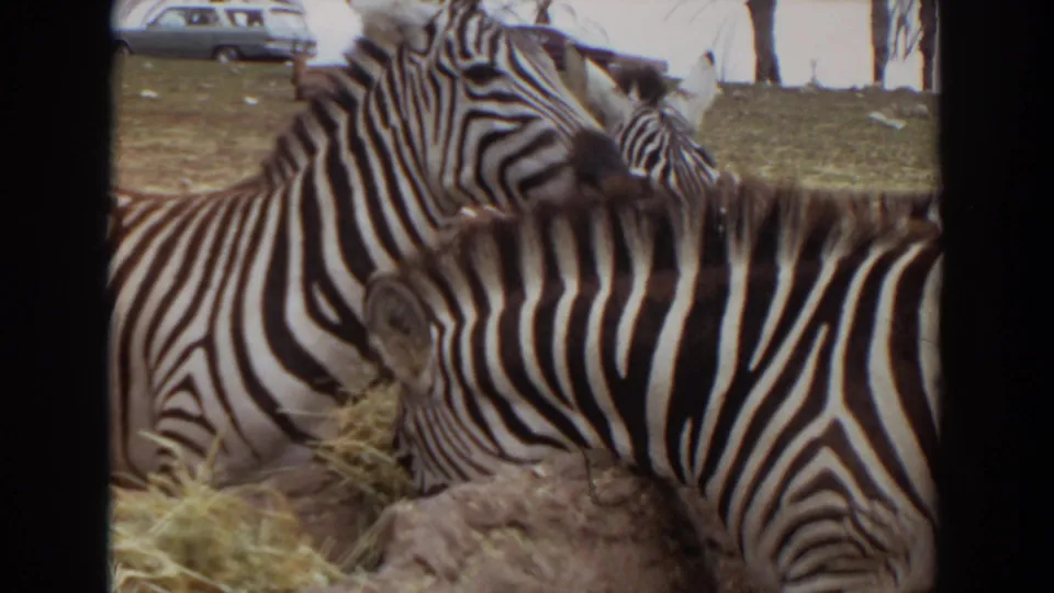 1974 Irvine 8mm frame showing zebras eating hay near rocks, with parked cars and sparse trees in the background.