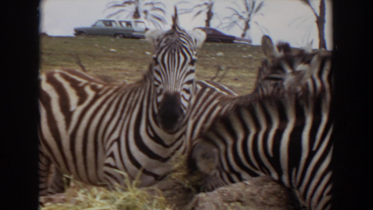 Two zebras stand near hay in an outdoor enclosure with cars and palm trees behind them.