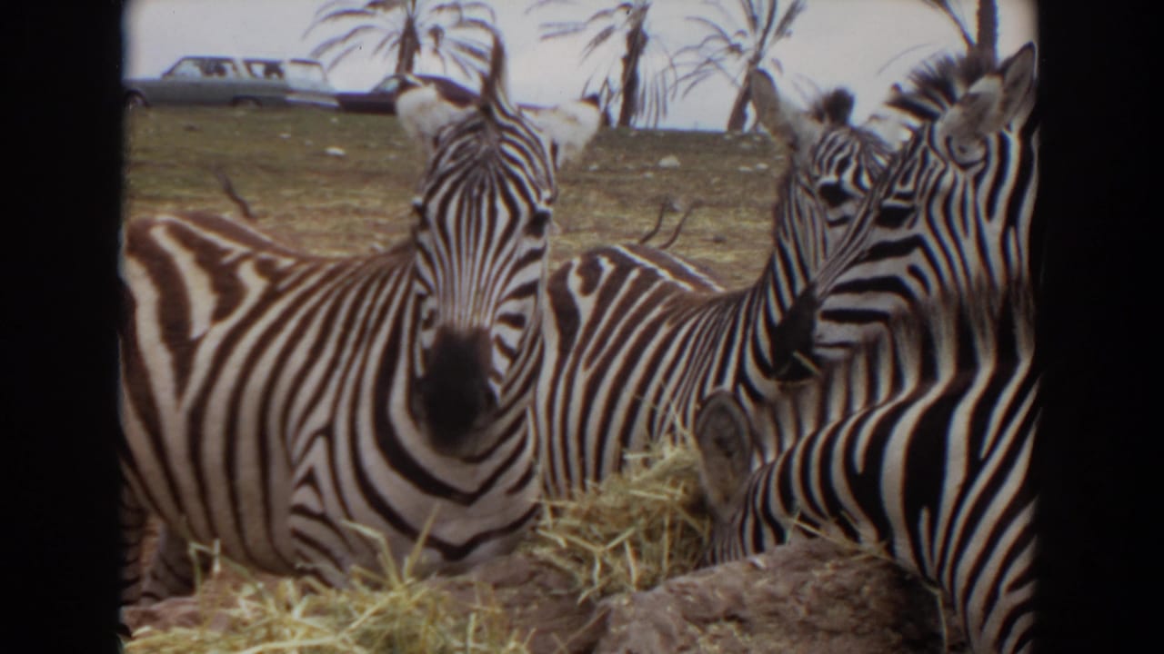 Three zebras cluster around hay, with one zebra facing the camera.