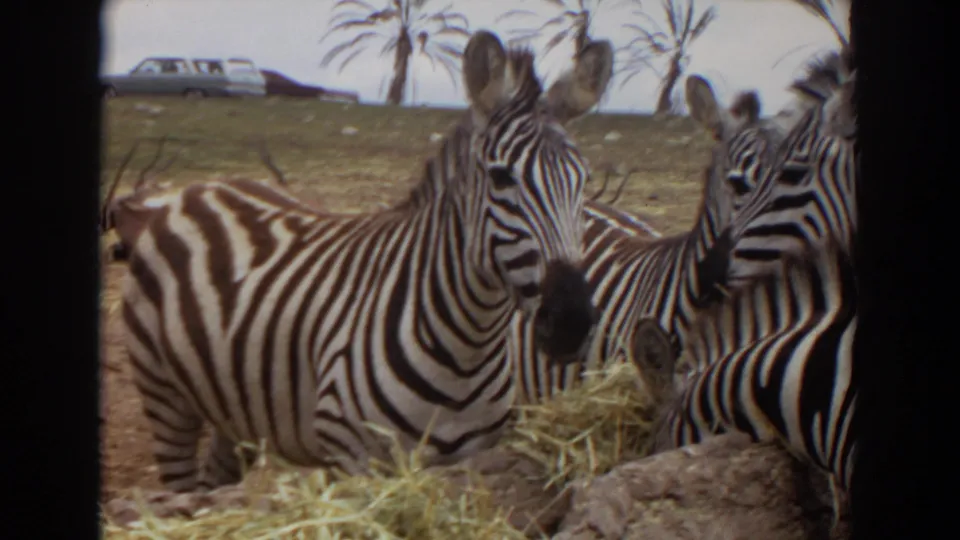 1974 Irvine-area 8mm frame showing a small group of zebras pressed near hay, with older cars and palms behind the enclosure.