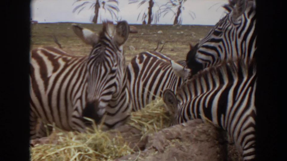 1974 Irvine-area 8mm frame of zebras feeding beside rocks and hay, with a partially cropped zebra at the right edge.