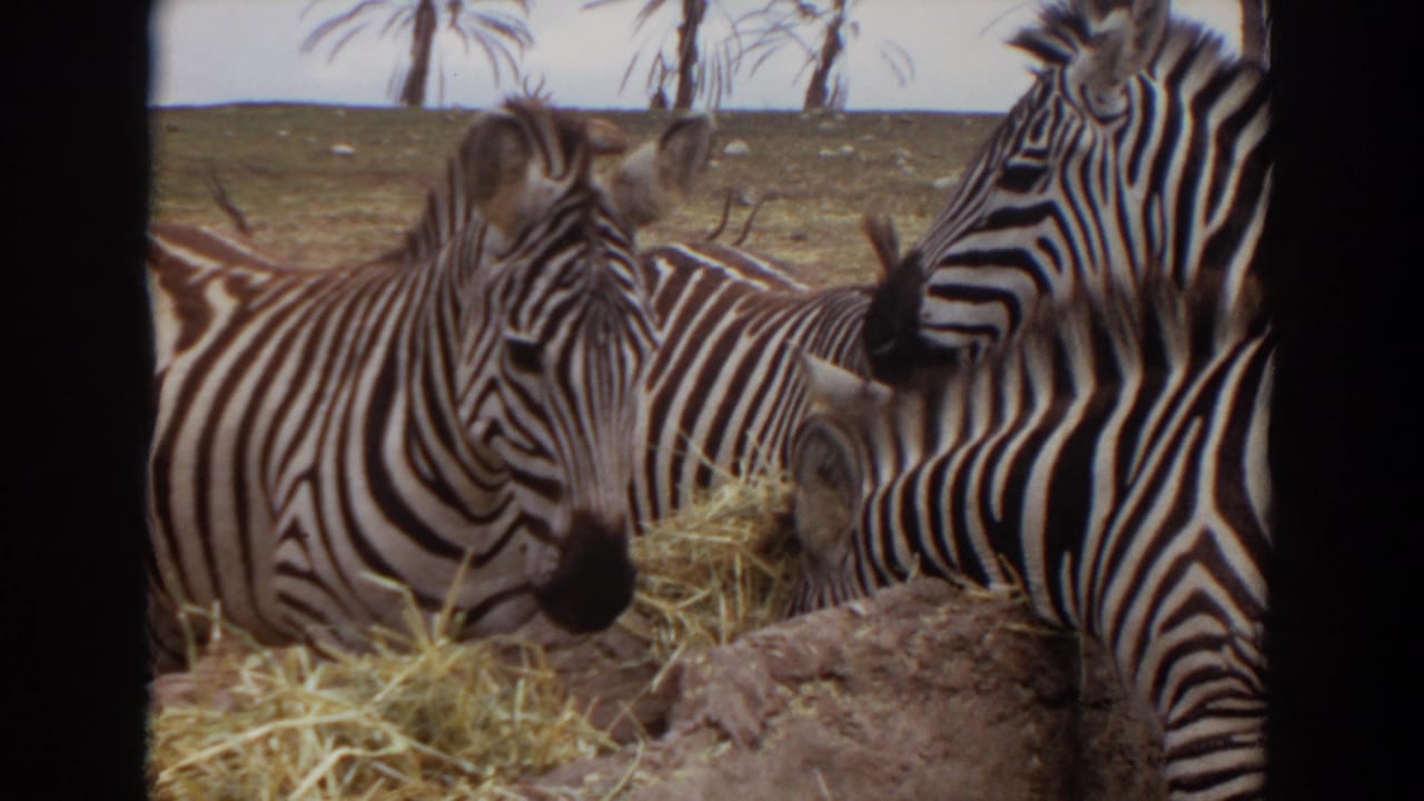 Two zebras feeding on hay inside a dry enclosure.