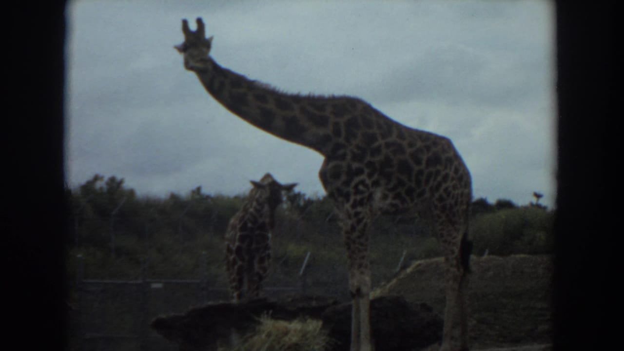 An adult giraffe and a juvenile giraffe stand in a fenced habitat under an overcast sky in 1974 Irvine footage.