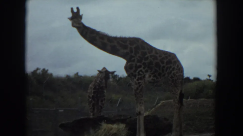 An adult giraffe and a juvenile giraffe stand in a fenced habitat under an overcast sky in 1974 Irvine footage.