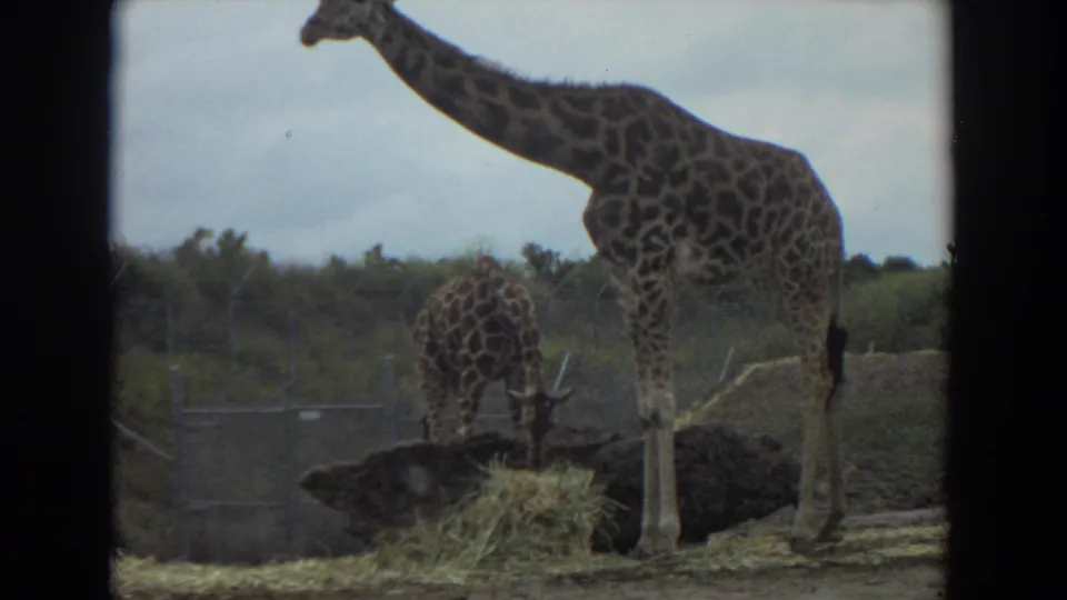 A tall adult giraffe and smaller giraffe remain near hay, fencing, and dry habitat ground in the Irvine 1974 home movie.