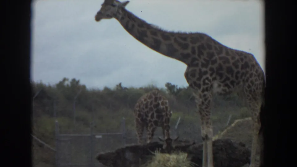 Two giraffes stand in a fenced outdoor habitat with brush and cloudy sky visible in the 1974 Irvine 8mm footage.