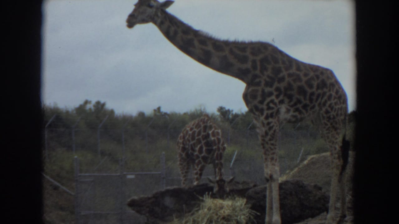 1974 Irvine 8mm frame showing two giraffes in a fenced outdoor enclosure, one standing tall and one grazing near hay.