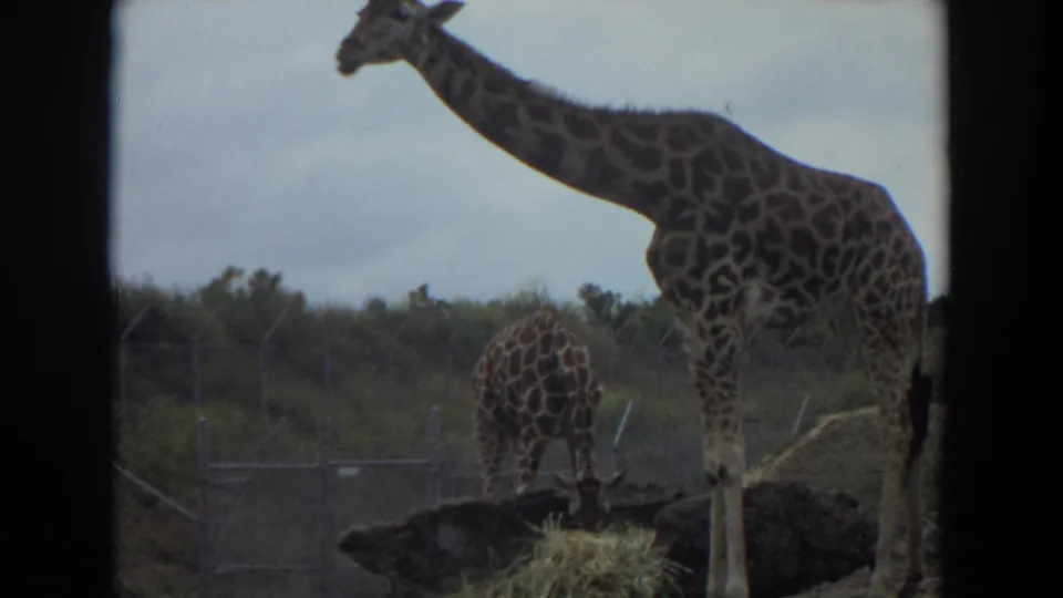 1974 Irvine 8mm frame showing two giraffes in a fenced outdoor enclosure, one standing tall and one grazing near hay.