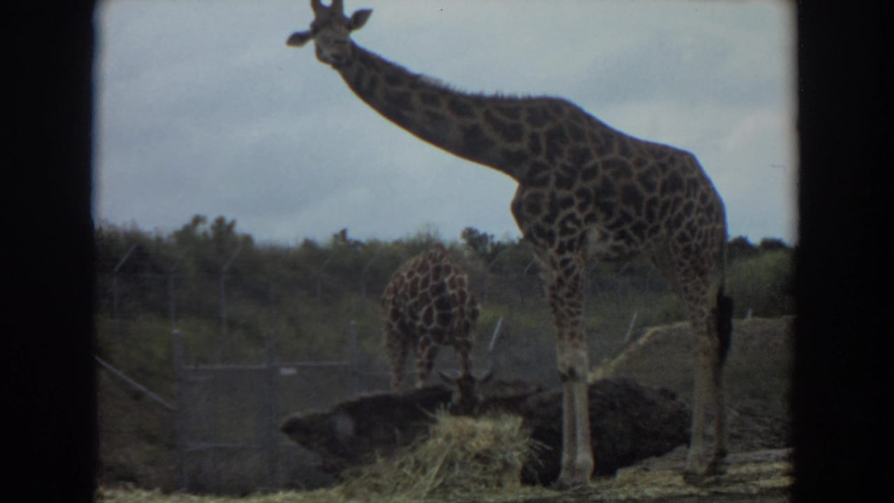 Larger giraffe stands beside a smaller giraffe feeding near hay in a fenced enclosure.