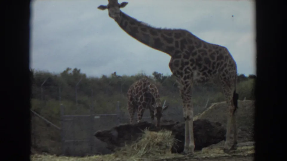 1974 Irvine 8mm frame with two giraffes in an outdoor enclosure, muted by grain and soft exposure.