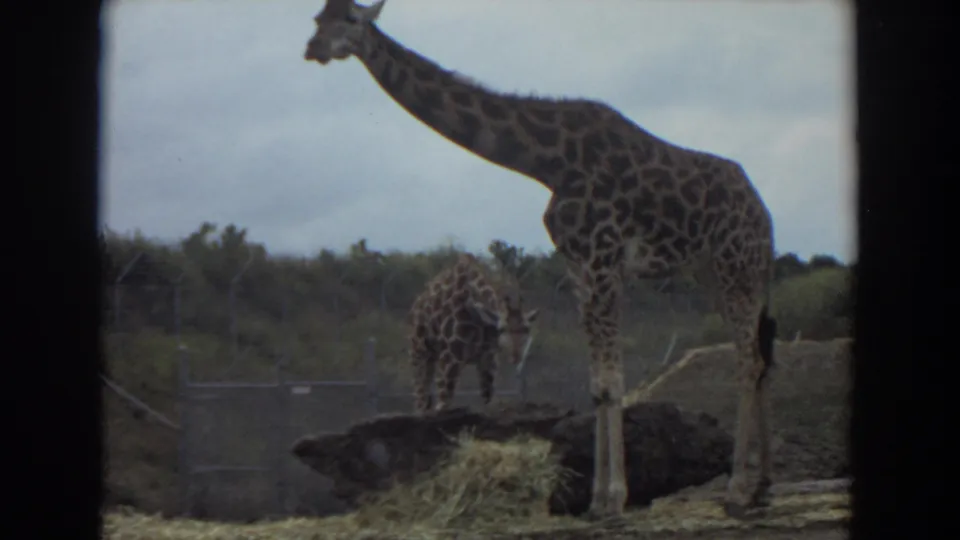 1974 Irvine 8mm frame showing a tall giraffe and a smaller giraffe near hay inside a fenced outdoor habitat.