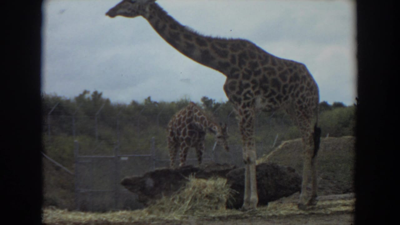 Two giraffes in an enclosure, one standing tall while another bends near hay.