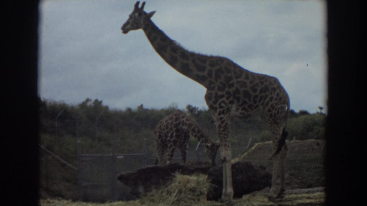 A tall giraffe stands beside a smaller giraffe feeding near hay in a fenced area.