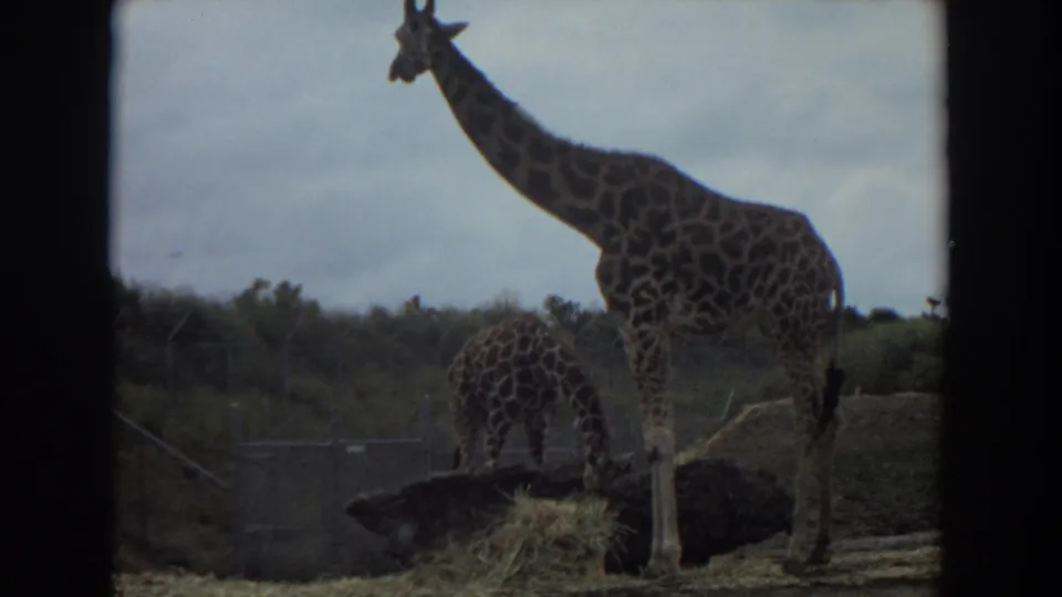 1974 Irvine, California 8mm frame of two giraffes in a fenced enclosure, viewed through dark film-frame edges.