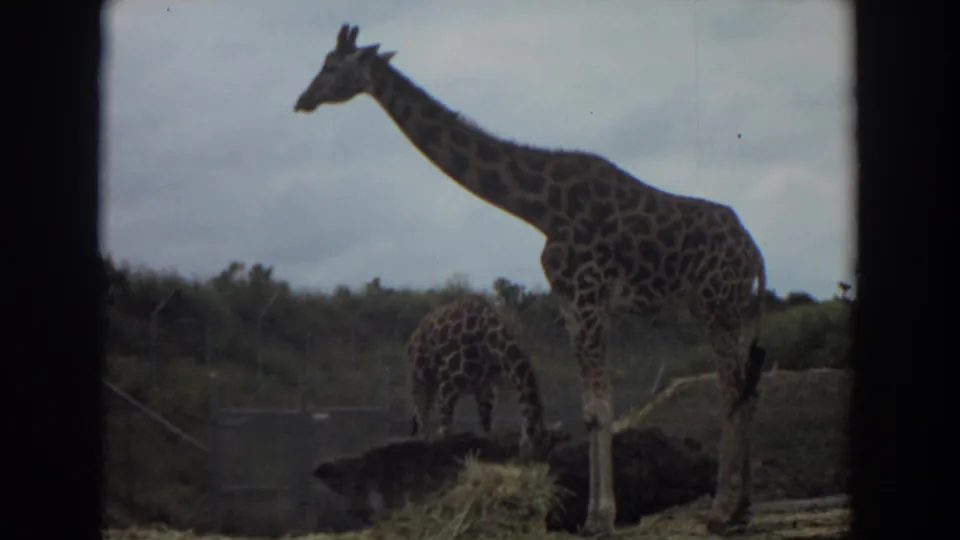 1974 Irvine, California frame showing a standing giraffe and another feeding near hay, with chain-link fencing and greenery beyond.