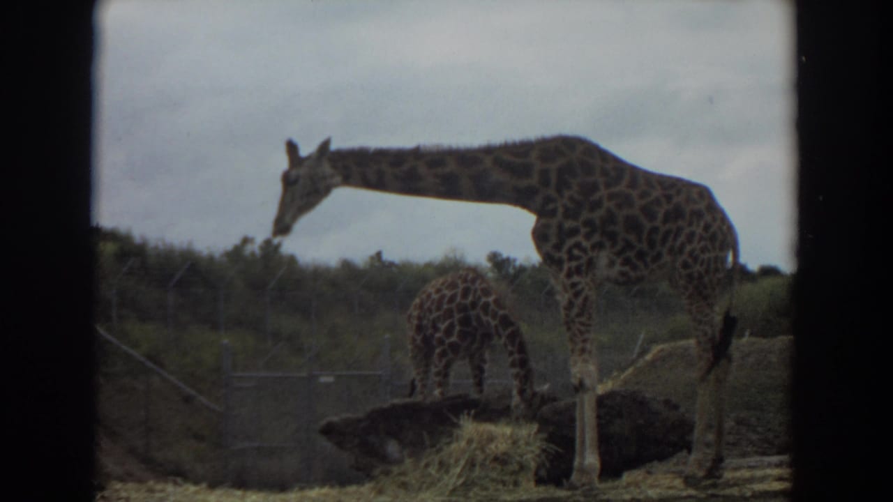 Adult giraffe and calf stand near hay inside a fenced outdoor enclosure.