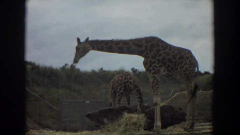 1974 Irvine home-movie frame showing an adult giraffe and calf near hay in a fenced zoo enclosure.