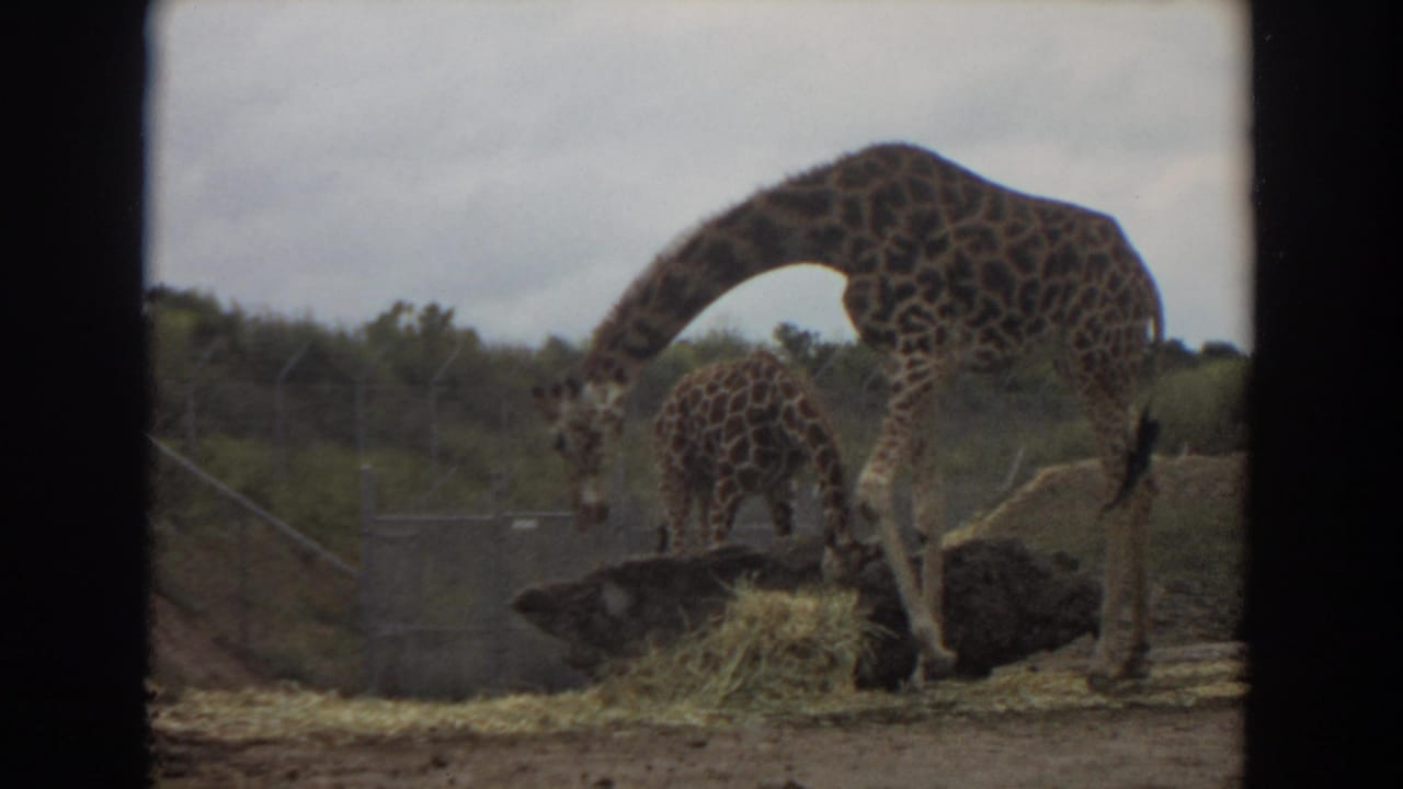 Adult giraffe lowers its neck toward hay as a calf remains nearby in the 1974 Irvine zoo enclosure footage.