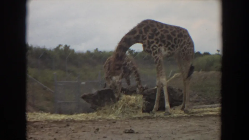 In the 1974 Irvine 8mm frame, the adult giraffe bends over hay while the smaller calf is partly obscured behind it.
