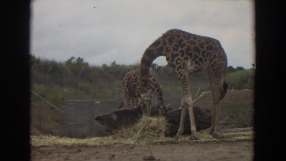 Adult giraffe and calf feed together from hay beside a dark log in the supplied 1974 Irvine zoo home-movie footage.