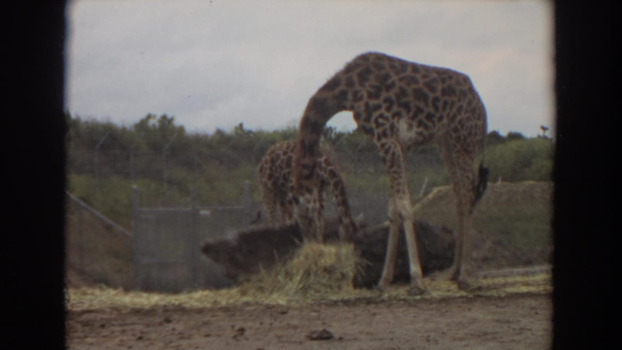 Two giraffes stand by hay in a fenced animal enclosure under a cloudy sky.