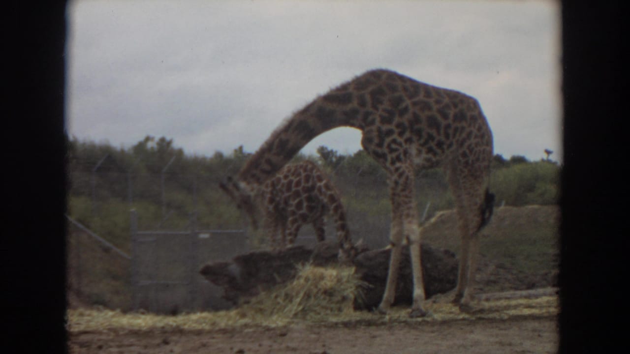 1974 Irvine animal-park view with an adult giraffe lowering its neck to feed from hay and a smaller giraffe partly behind it.