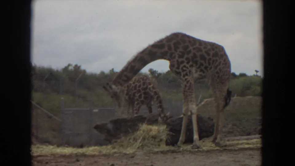 1974 Irvine animal-park view with an adult giraffe lowering its neck to feed from hay and a smaller giraffe partly behind it.