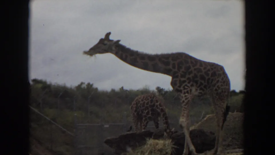 1974 Irvine 8mm frame with the adult giraffe raising its long neck while the smaller giraffe feeds near hay inside the enclosure.