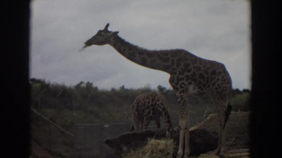 1974 Irvine animal-park frame showing an adult giraffe in profile beside a smaller giraffe, hay, fencing, and muted foliage.