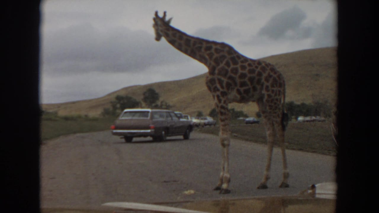 Giraffe standing on a paved road as cars wait behind it near low hills.