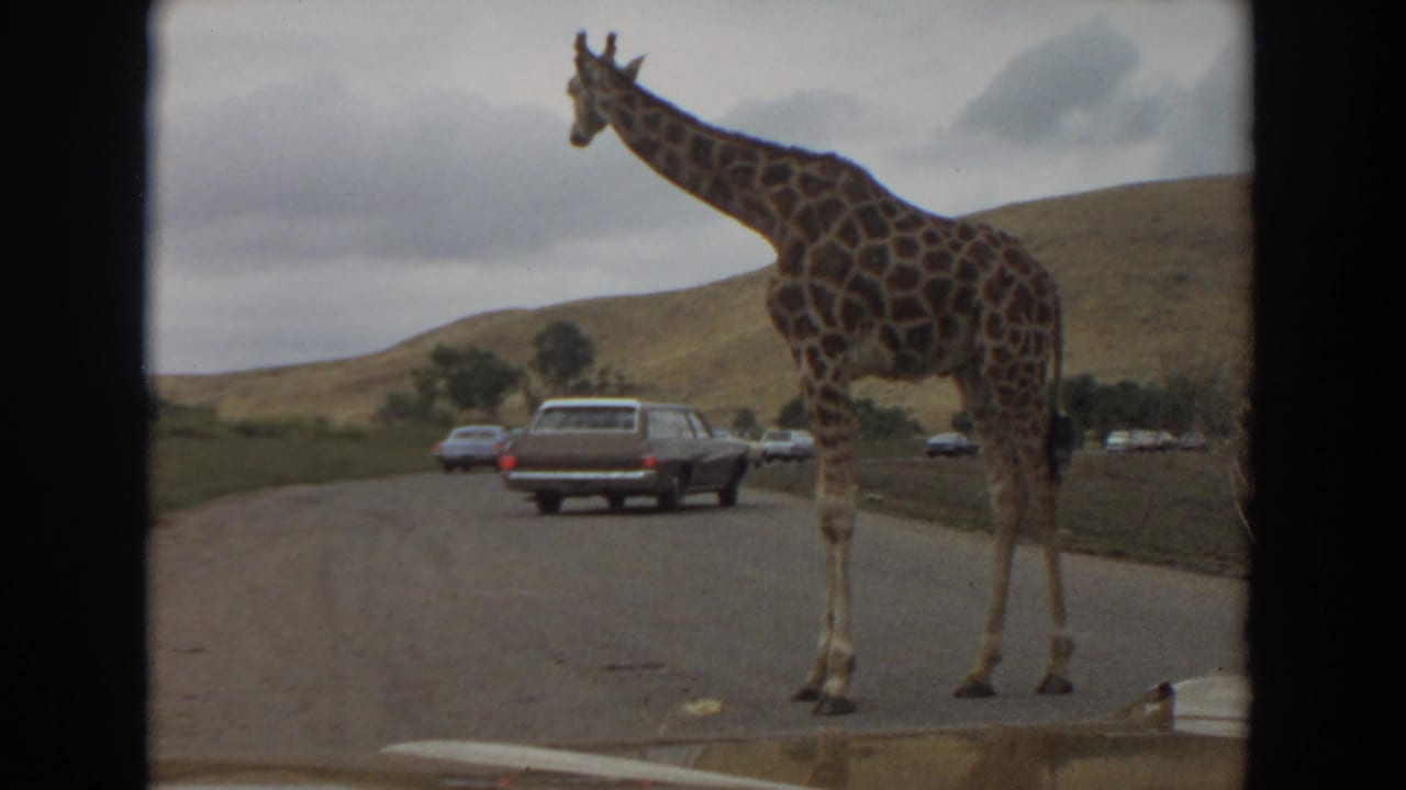 Giraffe beside a road lane with a station wagon and several cars in the background.