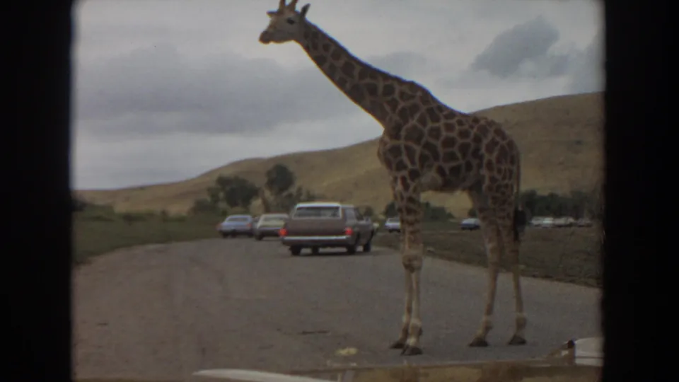 A tall giraffe occupies the foreground of a 1974 Irvine wildlife park road scene with classic cars queued in the distance.