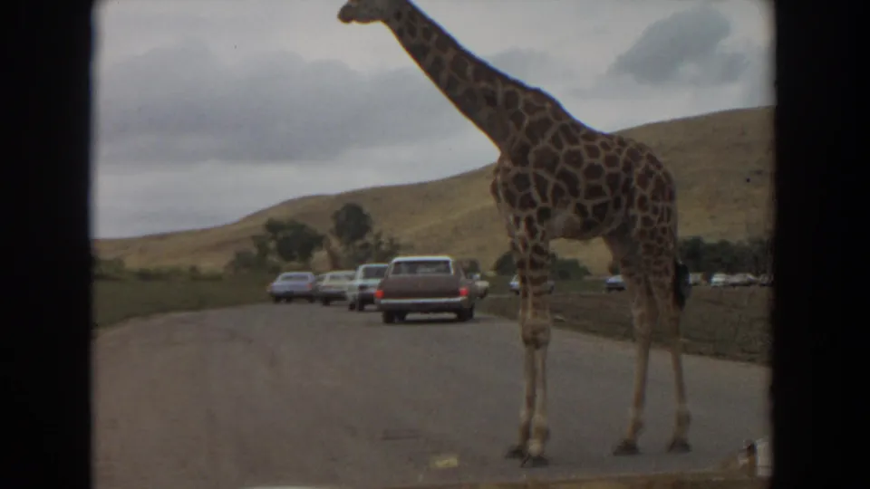 The giraffe shifts near the edge of the frame while cars proceed along the 1974 Irvine wildlife park road.