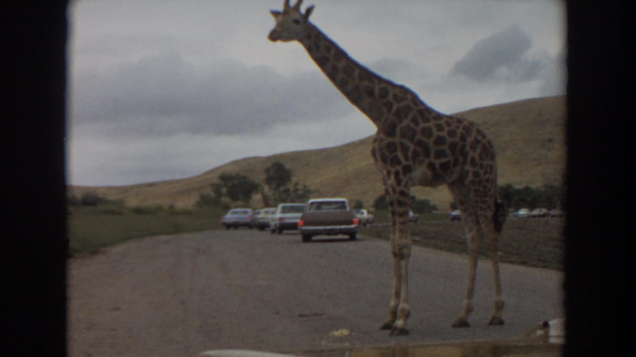 Giraffe standing on a paved road with cars waiting behind it and hills in the background.