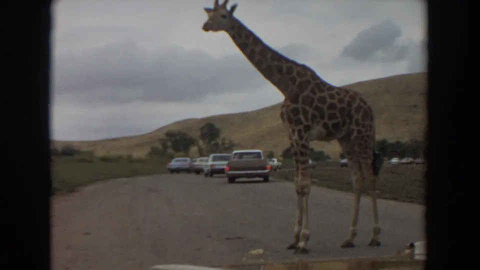 1974 Irvine, California 8mm frame showing a giraffe standing on a drive-through wildlife park road as cars wait behind it.