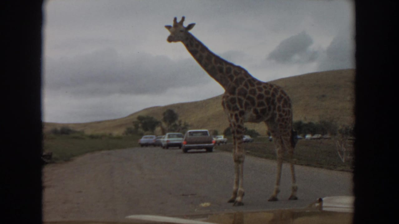 Giraffe standing near the center of a paved road in 1974 Irvine, with classic cars lined up in the background.