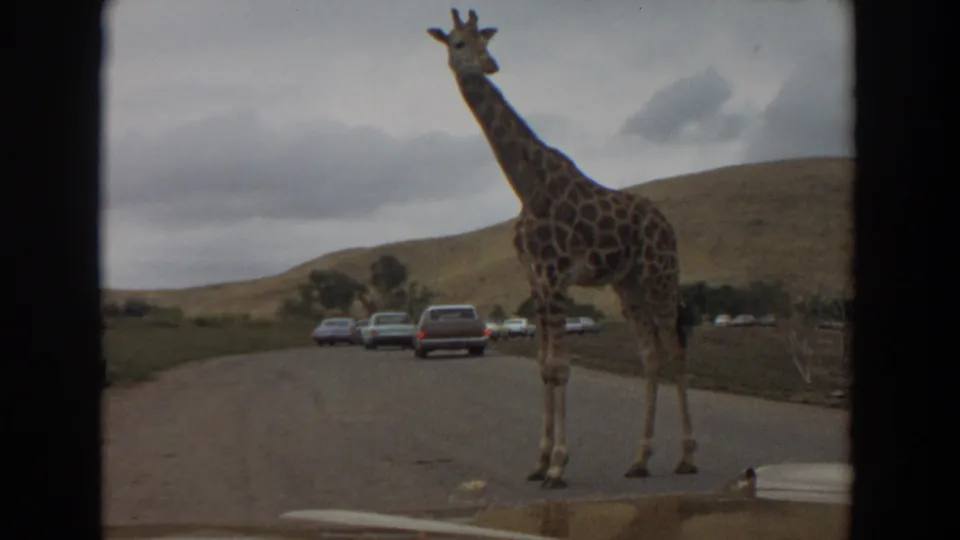 1974 home-movie frame from Irvine showing a giraffe looking toward the filming car on a wildlife park road.