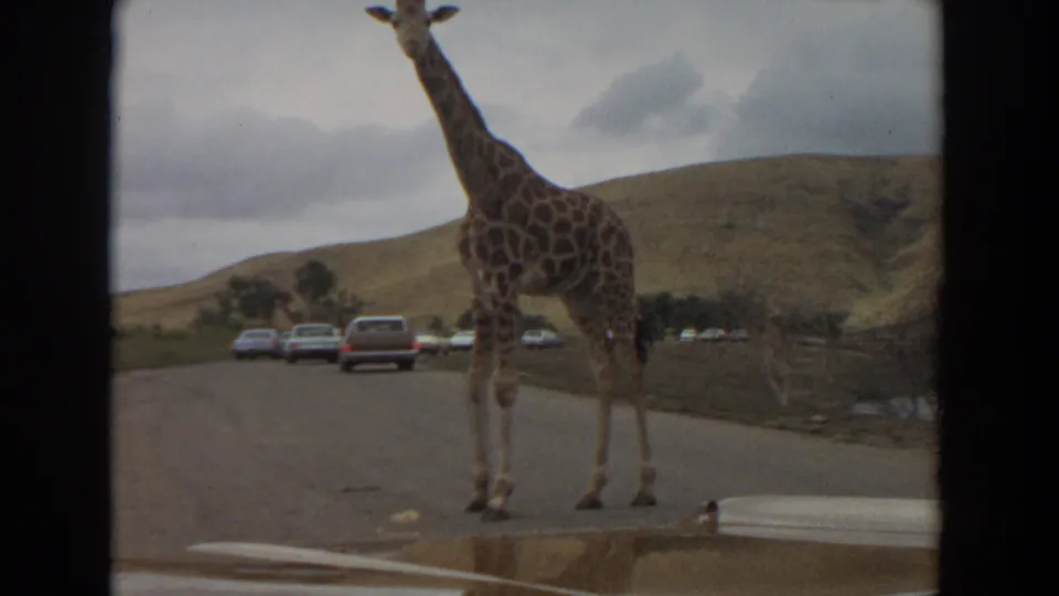 A giraffe stands near the road edge in a 1974 Irvine wildlife park scene, with cars and open hills behind it.