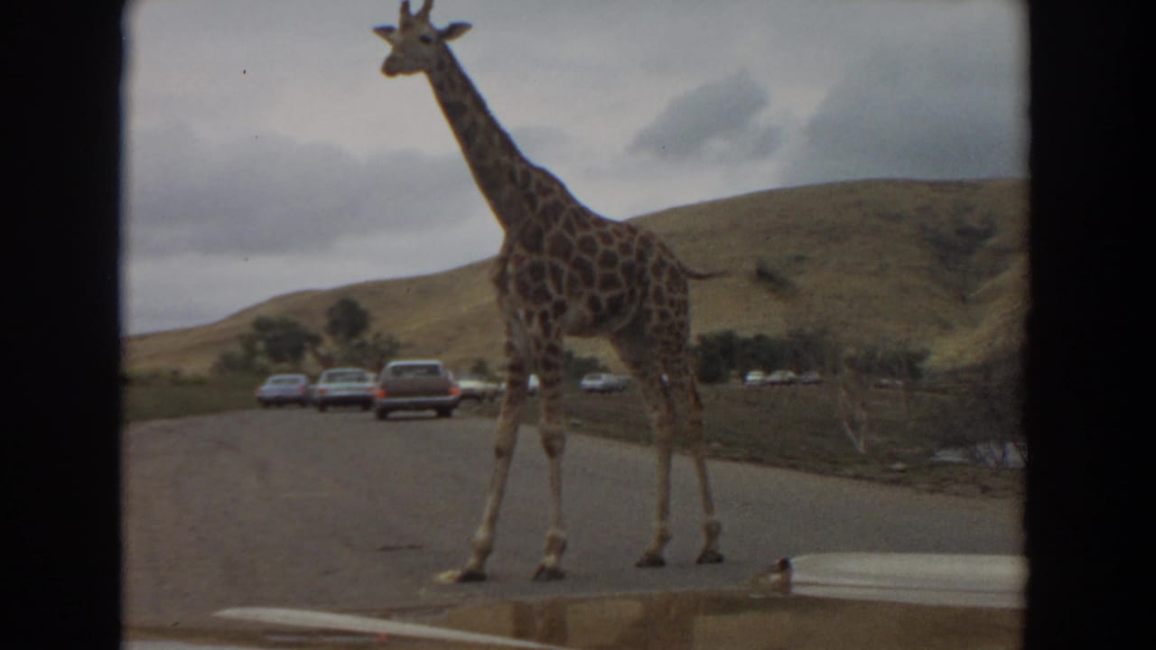 1974 Irvine 8mm frame showing a giraffe crossing a wildlife-park road near vintage cars under an overcast sky.