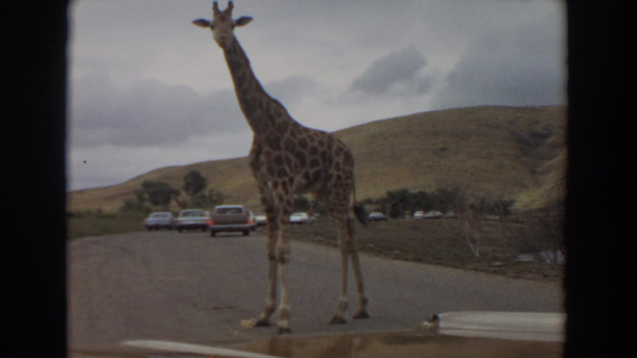 Giraffe standing on the road with cars lined up in the background.