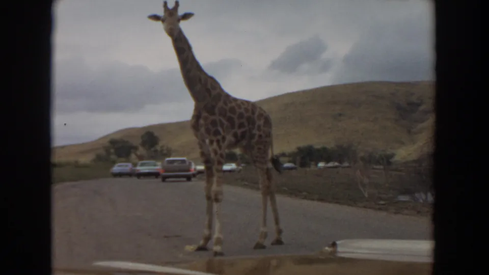 A giraffe pauses on a paved drive-through zoo road in Irvine, California, with 1970s cars and hills in the distance.