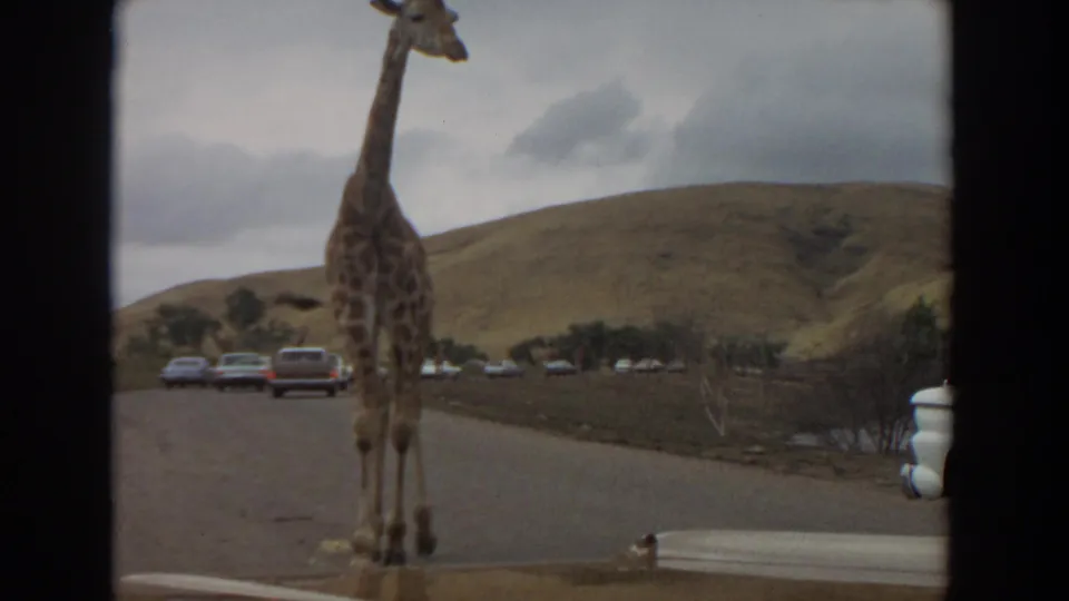 Rear view of a giraffe on a wildlife-park road, filmed from inside a vehicle in 1974 Irvine with cars and hills beyond.