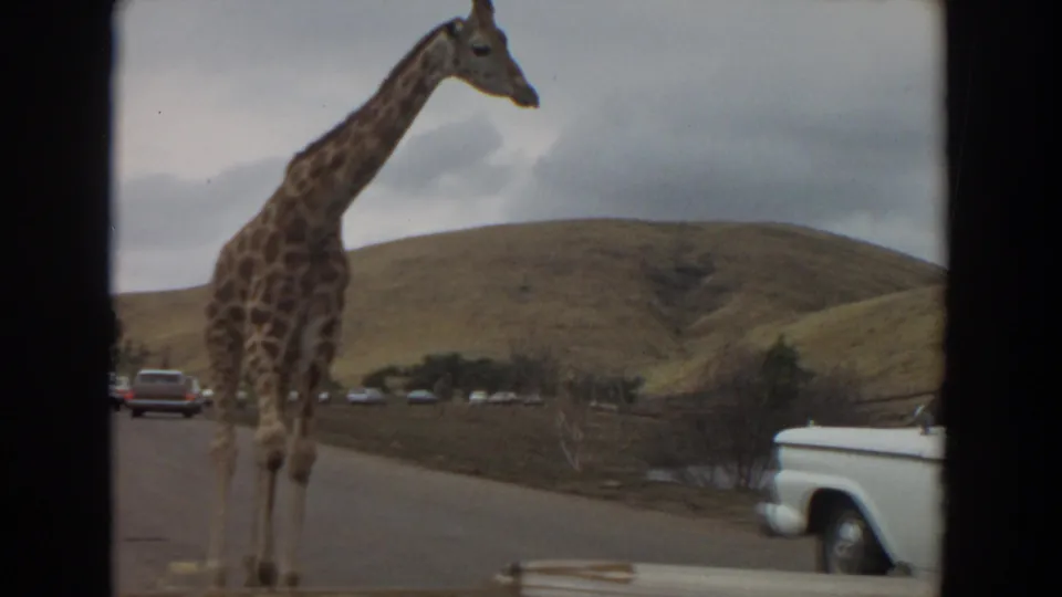 Profile view of a giraffe near the road at a 1974 Irvine drive-through wildlife park, with hills and a white vehicle at frame edge.