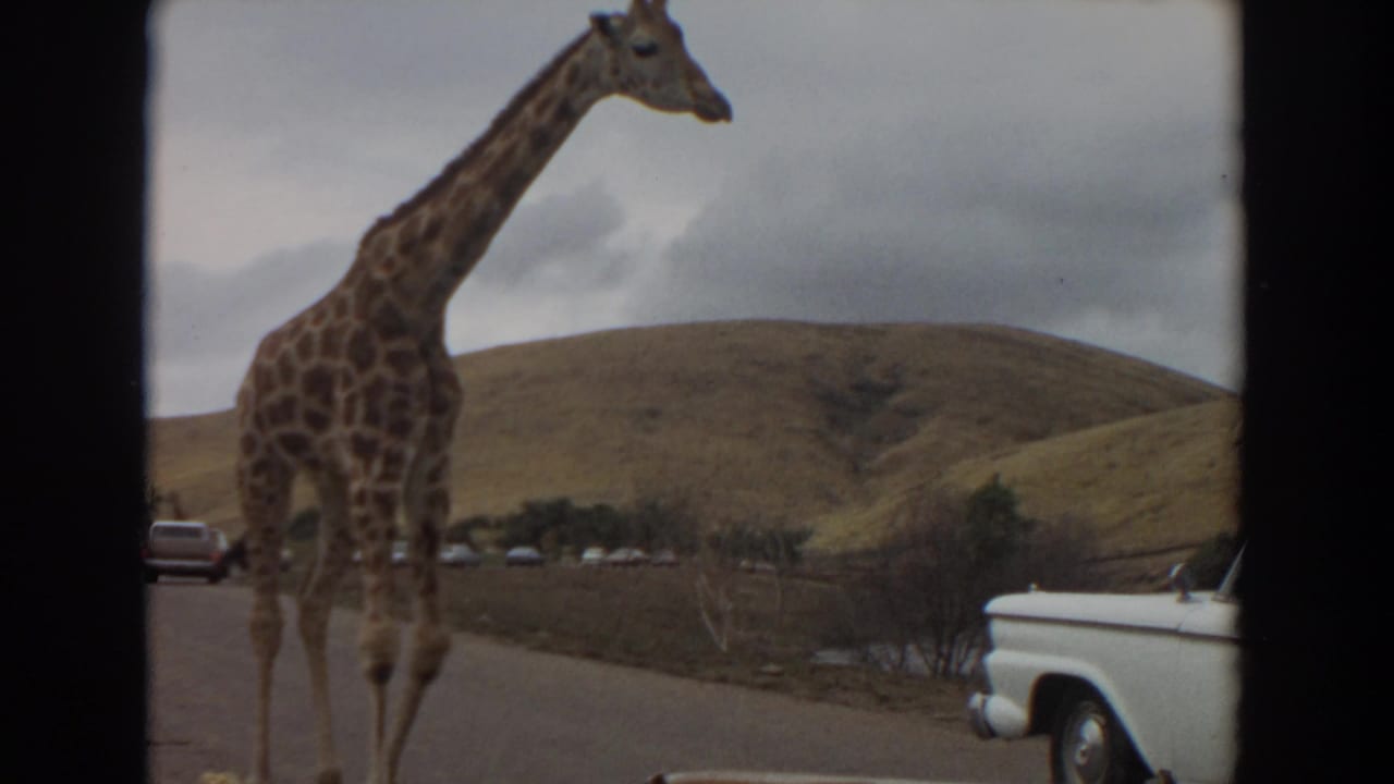 1974 Irvine, California home-movie frame of a giraffe walking near a paved road, parked cars, rolling hills, and a white pickup truck.