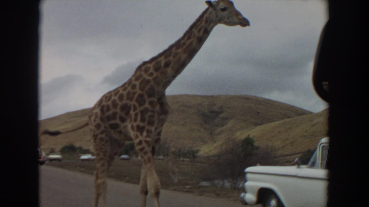 Giraffe crossing near a road with a white pickup truck at the right edge.